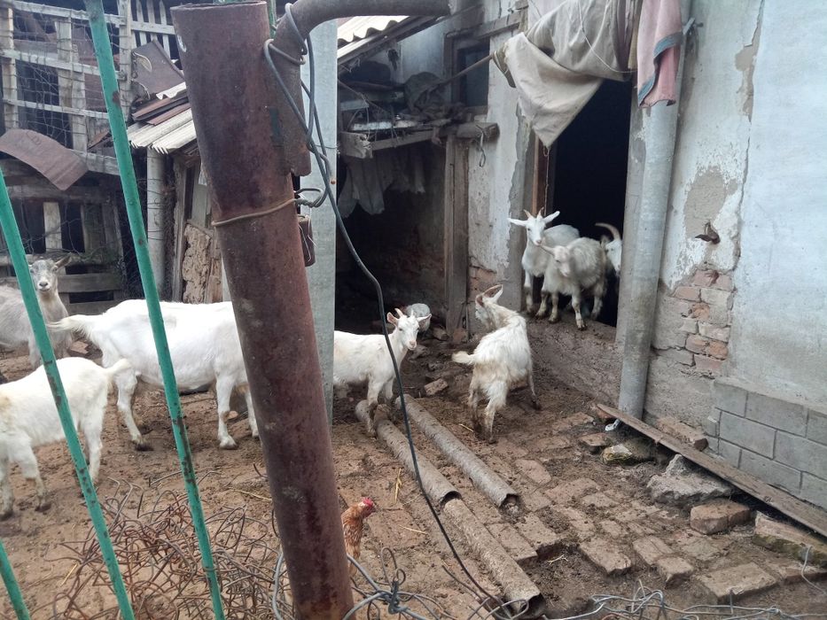 Продам коз и козлят
