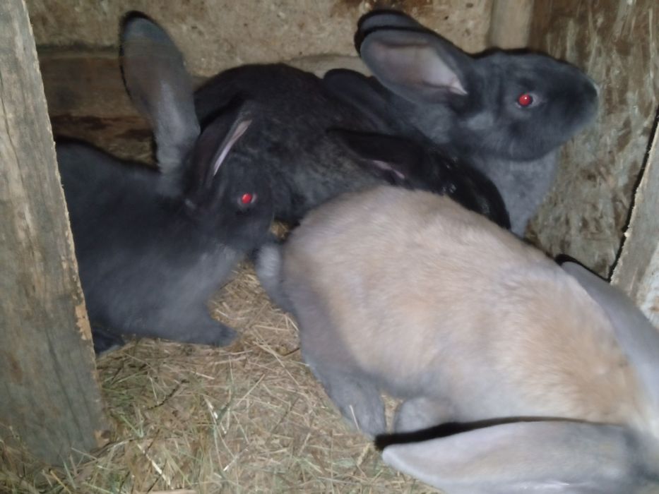 Продам  кроликов