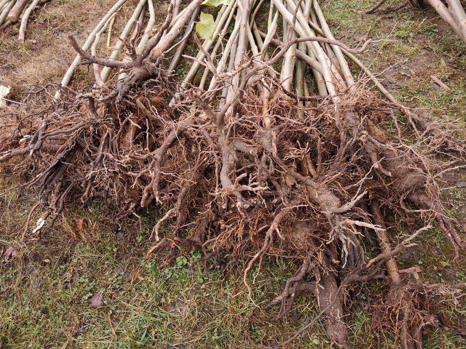 Пауловния Томентоса и Шан Тонг - двугодишни фиданки.