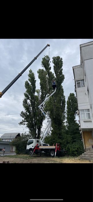 Taieri/toaletari/doborari arbori de orice dimensiuni