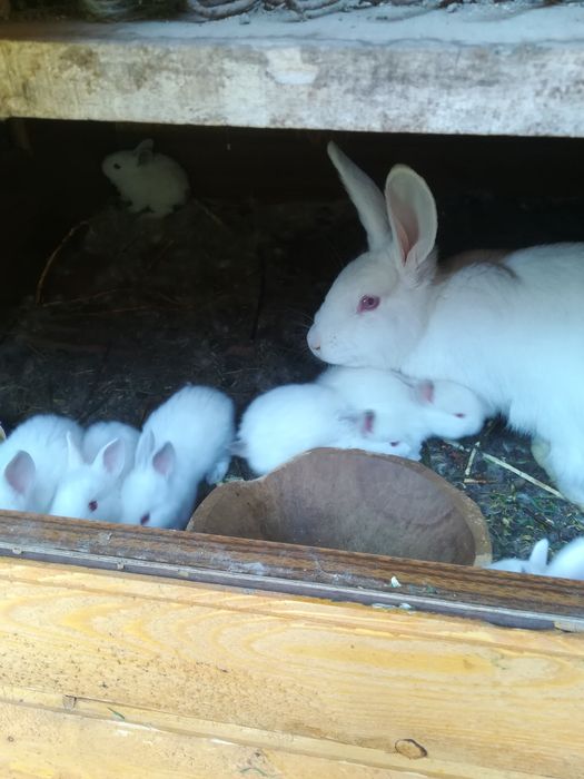 Предлагам зайци...