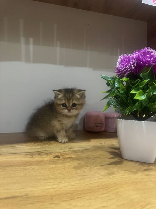 Скотиш страйт золотая шиншила девочка