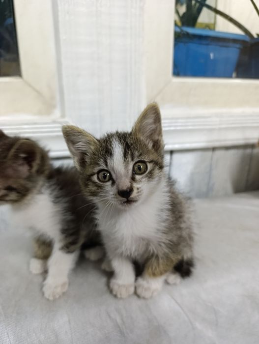 Котята в хорошие руки