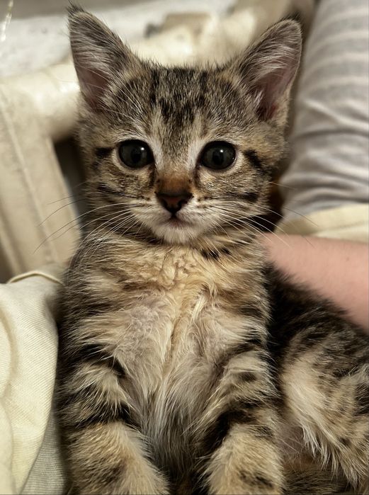 Трое хороших котят