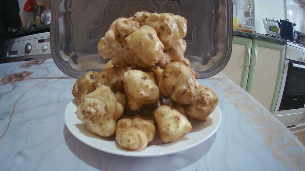 Топинамбур (земляная груша)