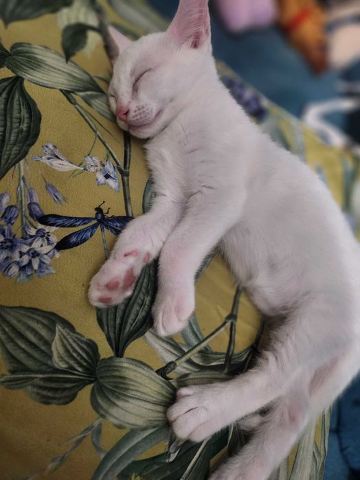 Бенгало Сфински котки