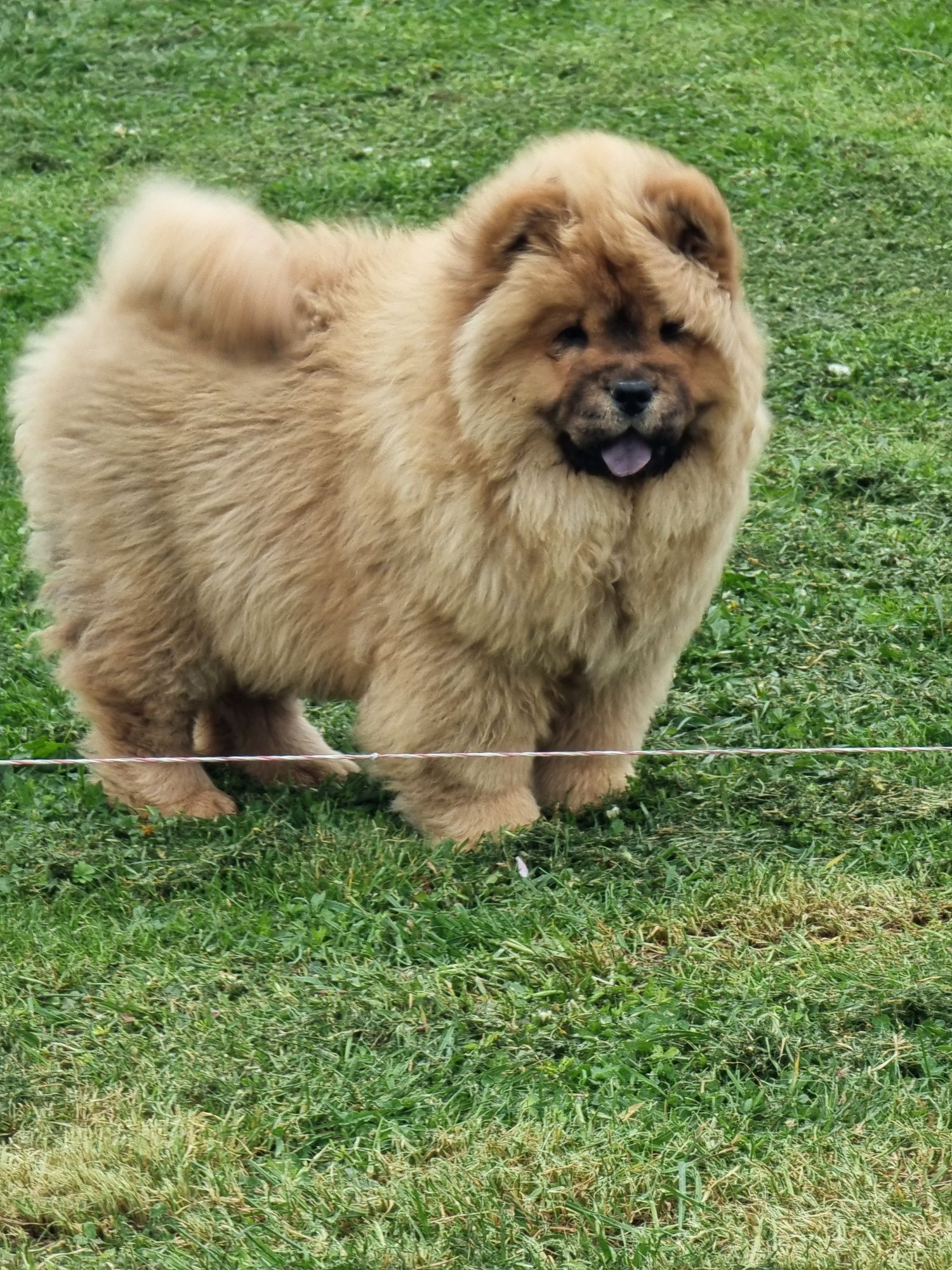 Chow chow cu pedigree