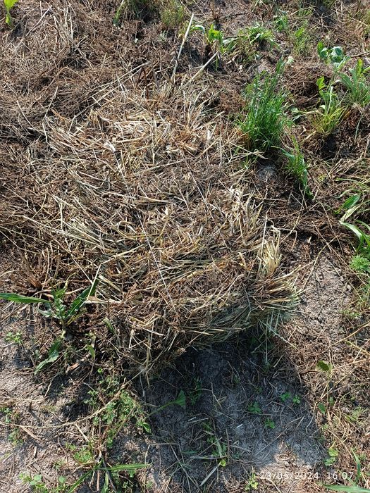 Xashak press sotiladi holati a'lo quruq mol qoʻylarga yaxshi ozuqa