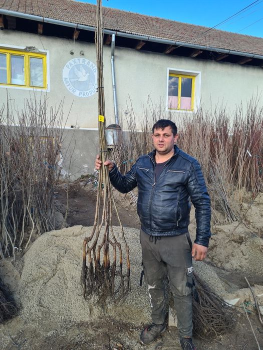 Prun.Ciresi.Mar.Alun.Nuci Chandler Aronia.Trandafiri pomisor.Afin."RO