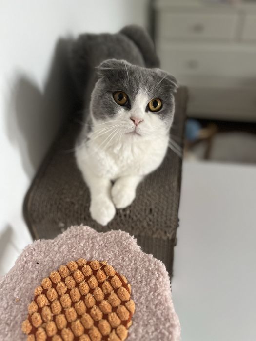 Scottish Fold - femela tanara - pedigree
