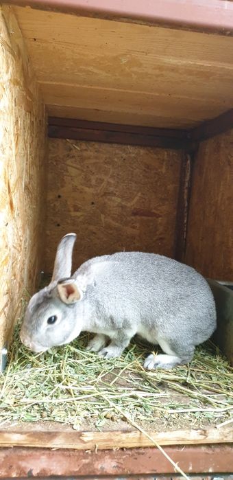 Vand iepuri rex pitic chinchilla