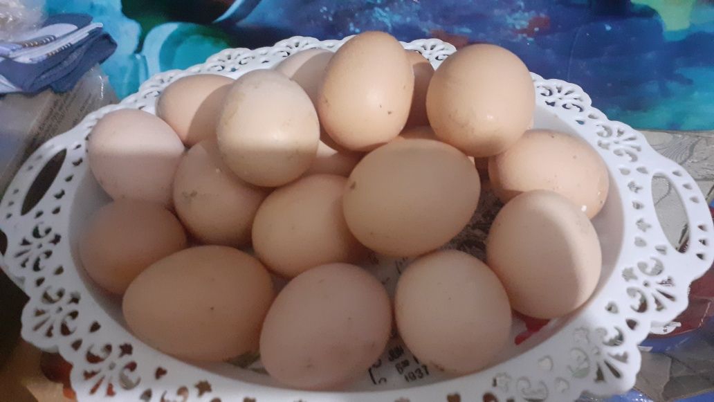Яйца домашнее (кученские)