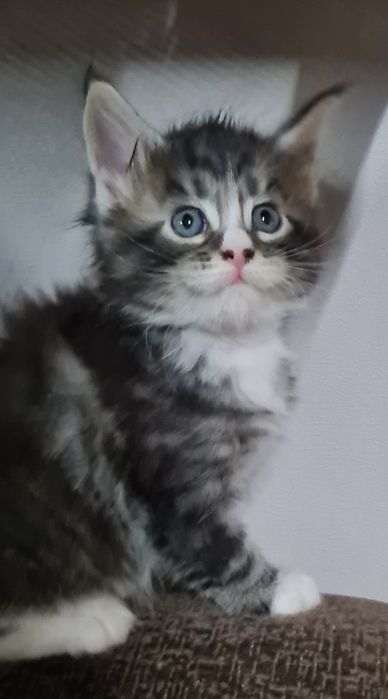 Клубные котята Мейн кун из питомника