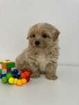 Maltipoo băiat / mini-toy