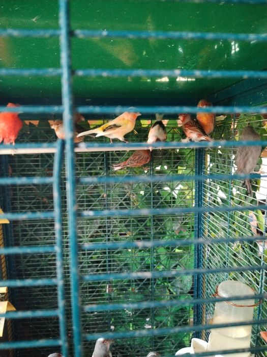 Vînd canari de culoare masculi și femele