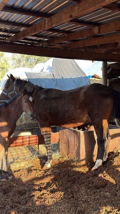 Семиз бие сатам 1 жылдай болд байланып туралы,согымга аска болад