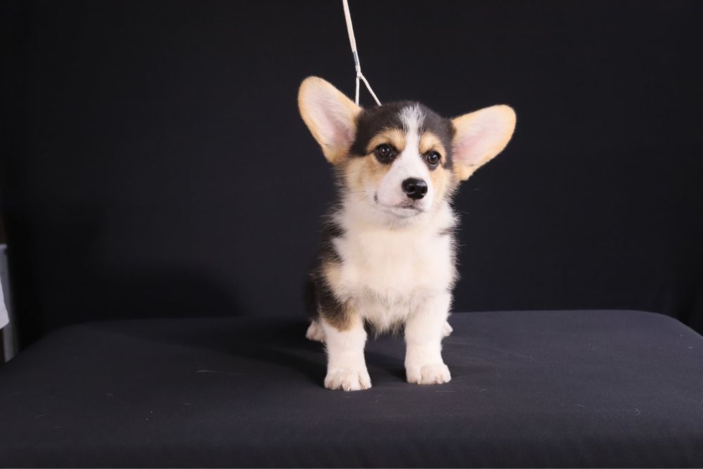 Femela tricolor Corgi