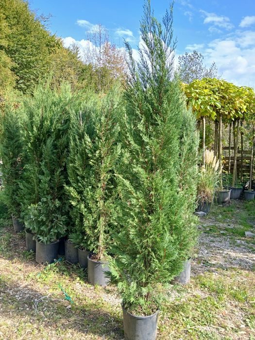 Tuia leylandi gard veșnic verde