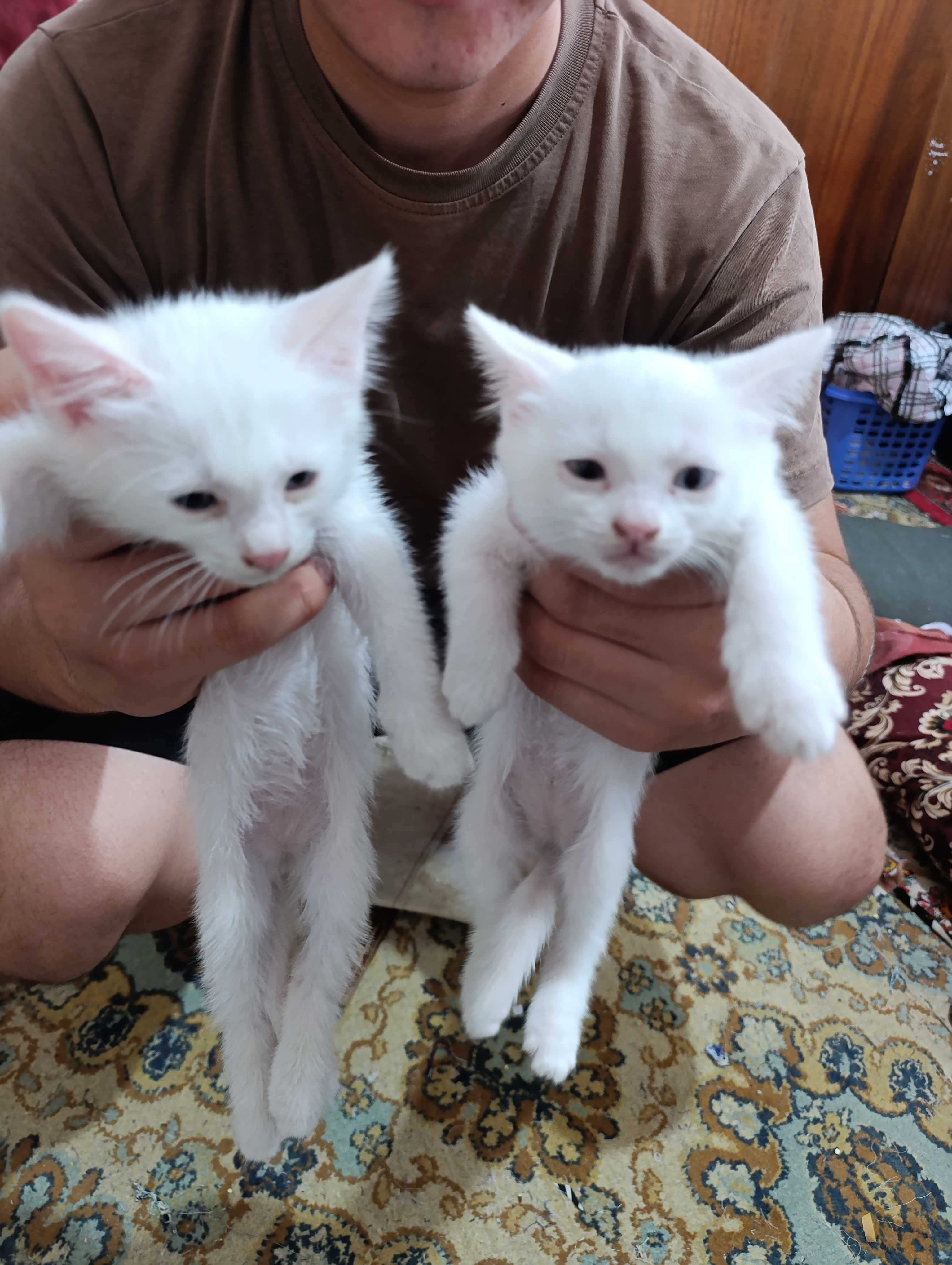 Кошка пародны нукус