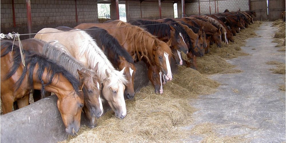 Лошади на согым ас той с откорма жылкы ет