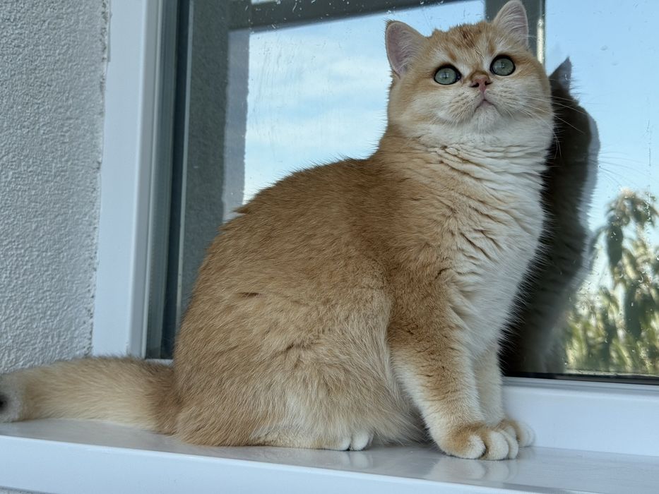 British shorthair golden