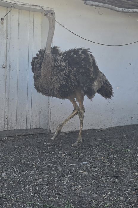 Struți de vânzare!