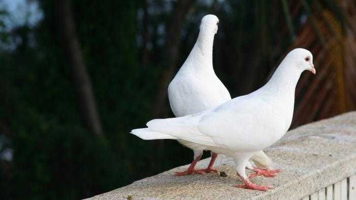 Бели гълъби за сватби само 10лв.