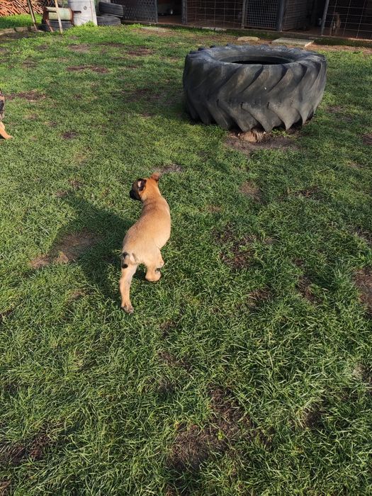 Белгийска овчарка