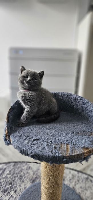 British shorthair