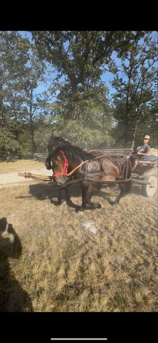 Vand manz de 1 an si 4 luni