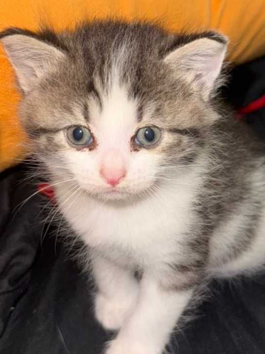 Домашние коты и котята!