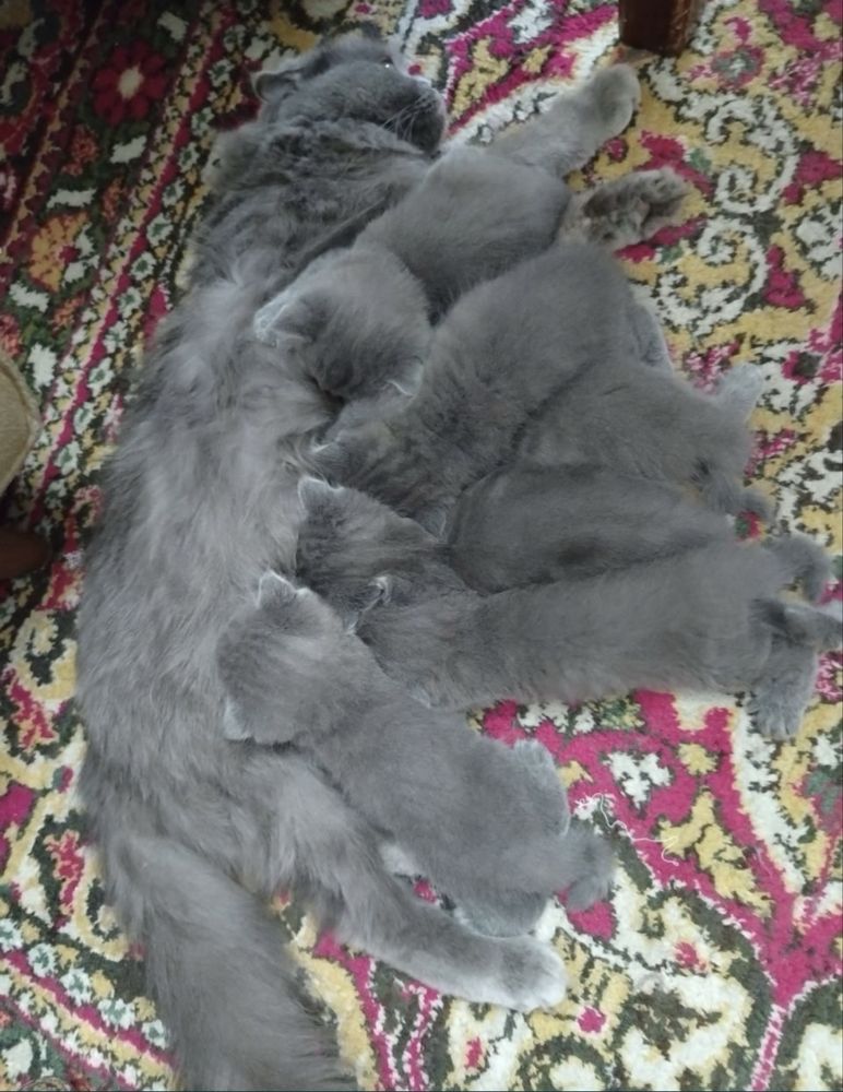 Parodali mushuk uyni mushugi hamasi quvnoq