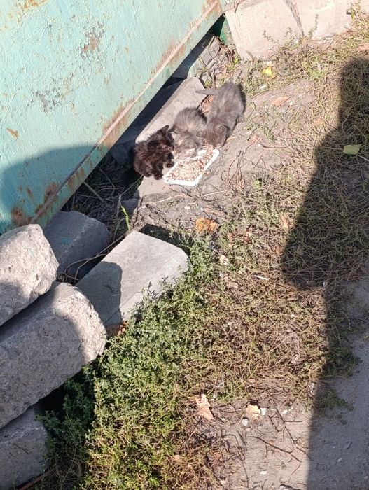 Бесплатно котята срочно в добрые руки