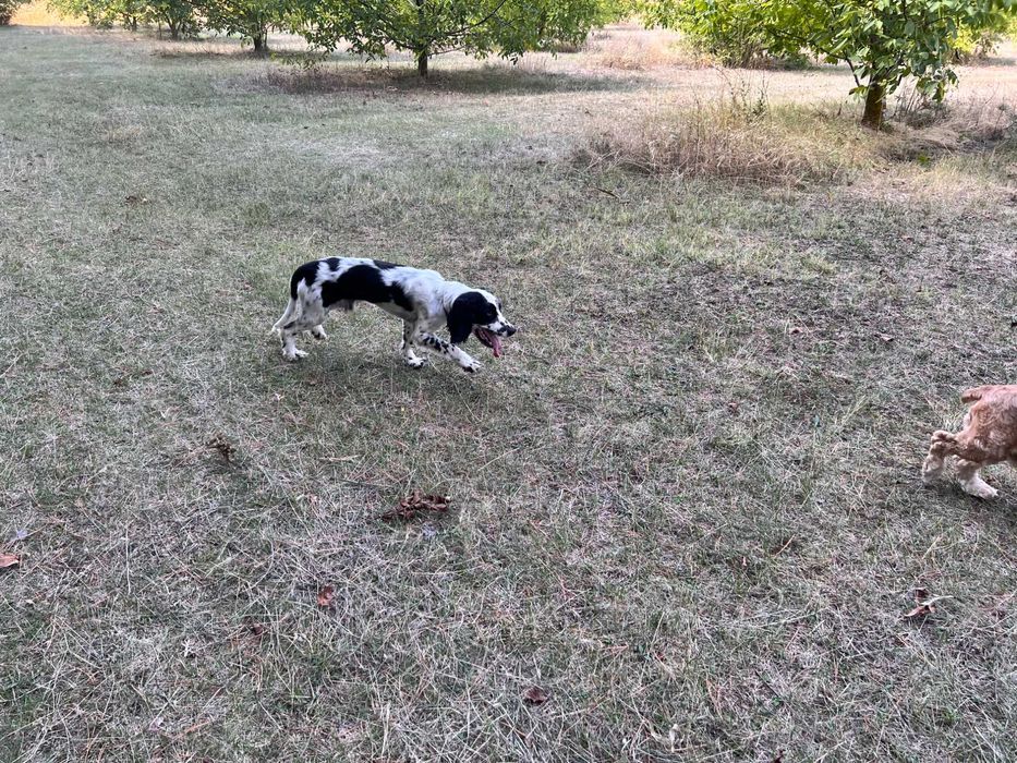 Американски кокер шпаньоли и спрингер шпаньол