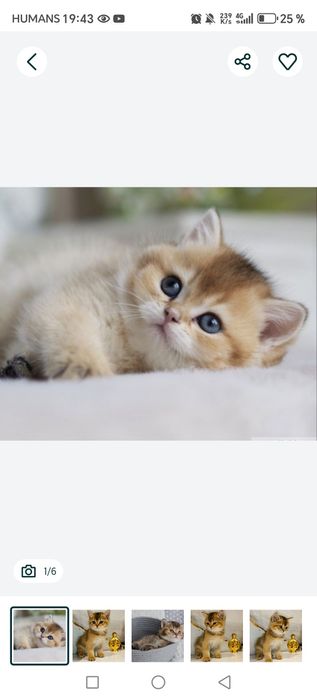 Золотая Шиншилла 5 месяц