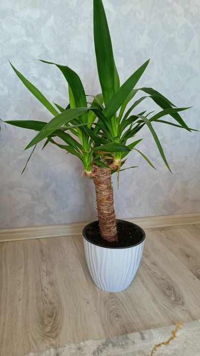 Комнатные (офисные) декоротивные цвет ( растения)