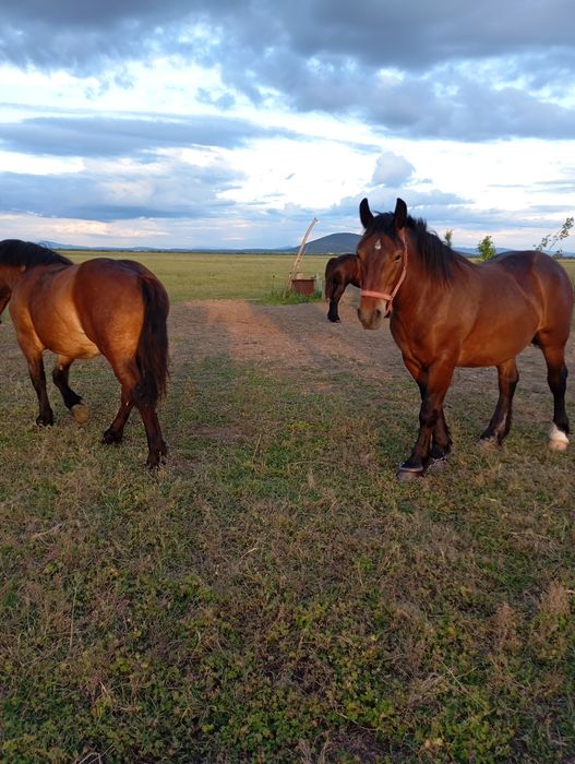 Mânz de vânzare...