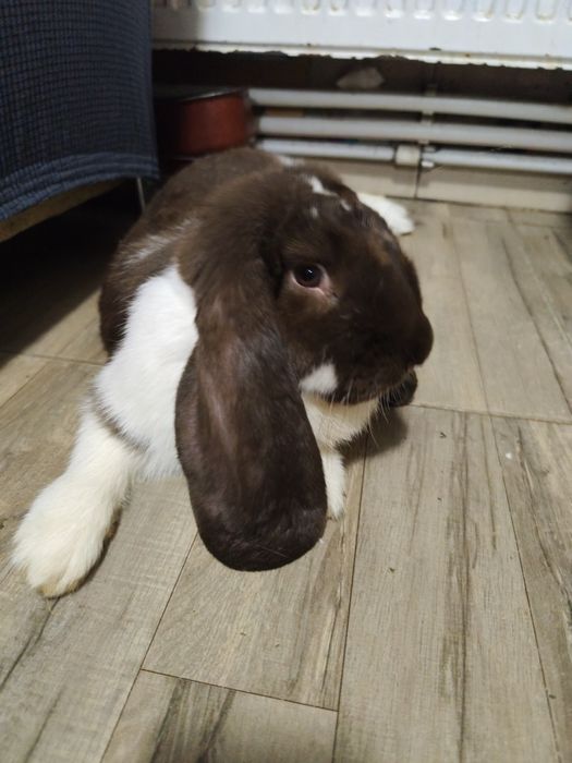 Iepuroaica berbec german