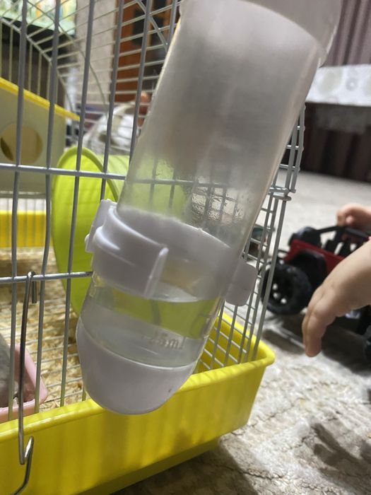 Хомяки очень милые дети восторге от них