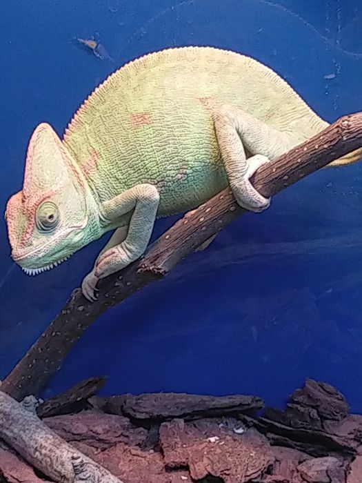 Продам самку Хамелеона