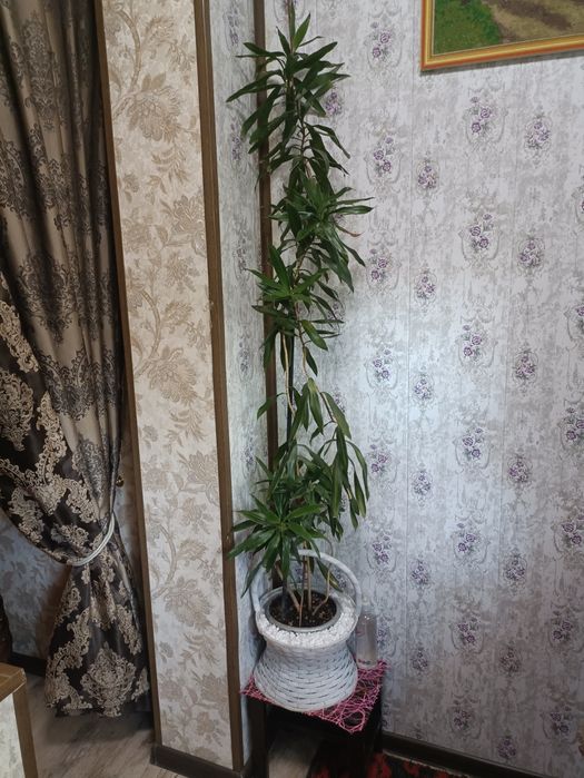 Продам цветы большие,один цветок 120000 сум