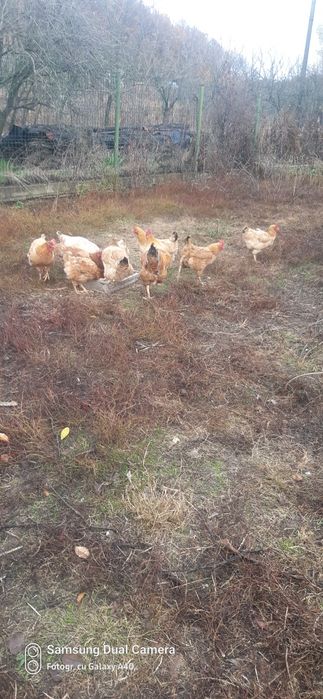 Vând găini de țară.