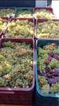 Struguri de vin de mai multe soiuri
