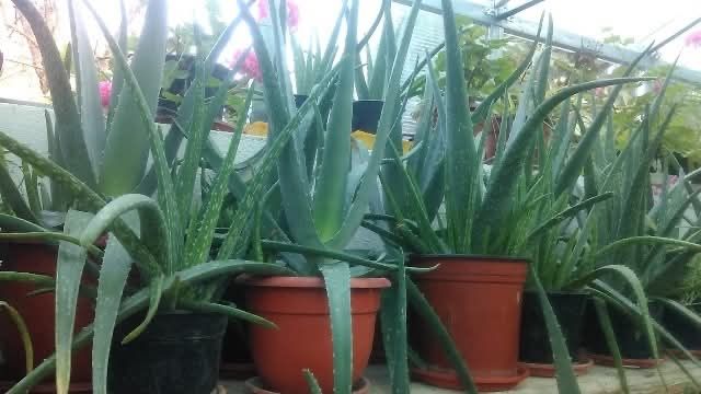 Plante Aloe Vera