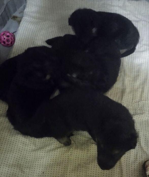 Щенки немецкой овчарки