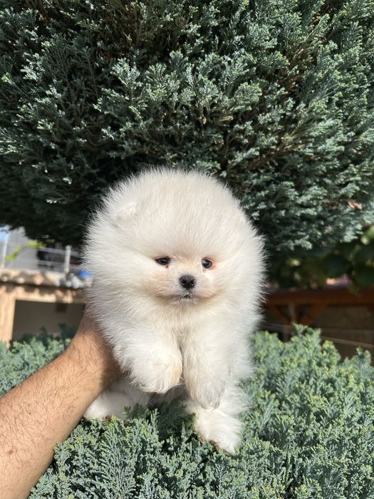 Уникално мини момче