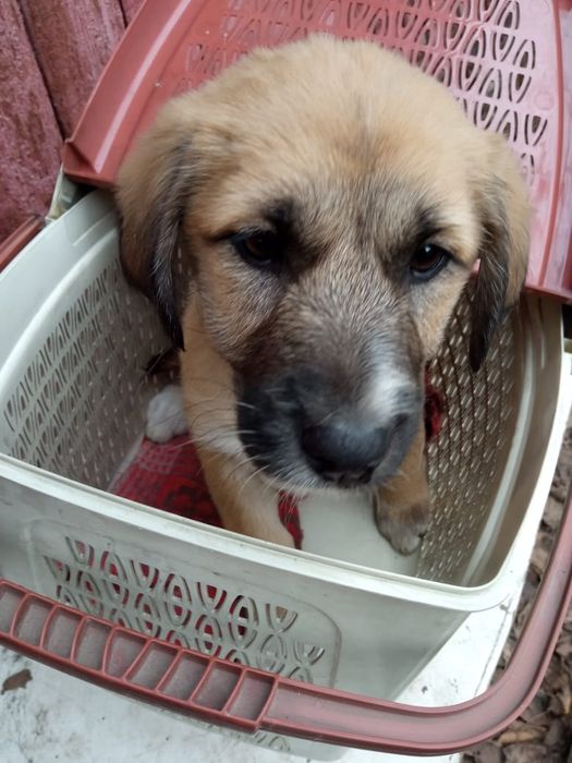 Бесплатно отдам 3 щенков - 1 девочка и 2 мальчика, прививки сделаны