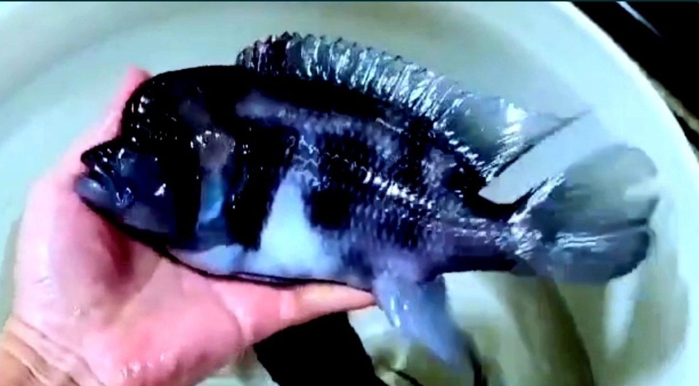 Продам мальков Cyphotilapia Frontoza Black Widow.