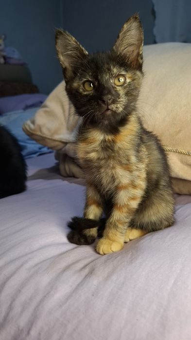 Ищем заботливых и любящих хозяев