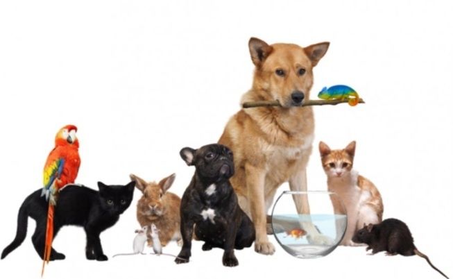 Informații gratis cu privire la animale